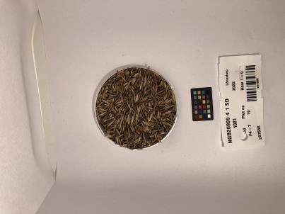 Click for 1 image(s) for this accession. SEED